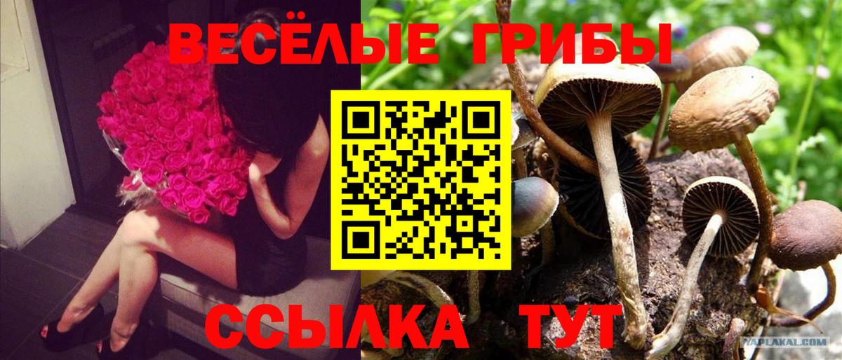 Галлюциногенные грибы Cubensis  Вход с VPN  Советская Гавань 